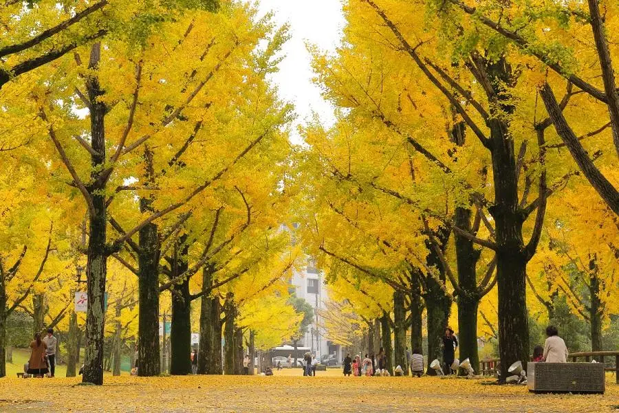 熊本縣廳前大道(銀杏)