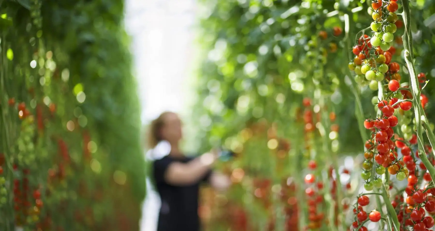 番茄溫室農場 Friðheimar