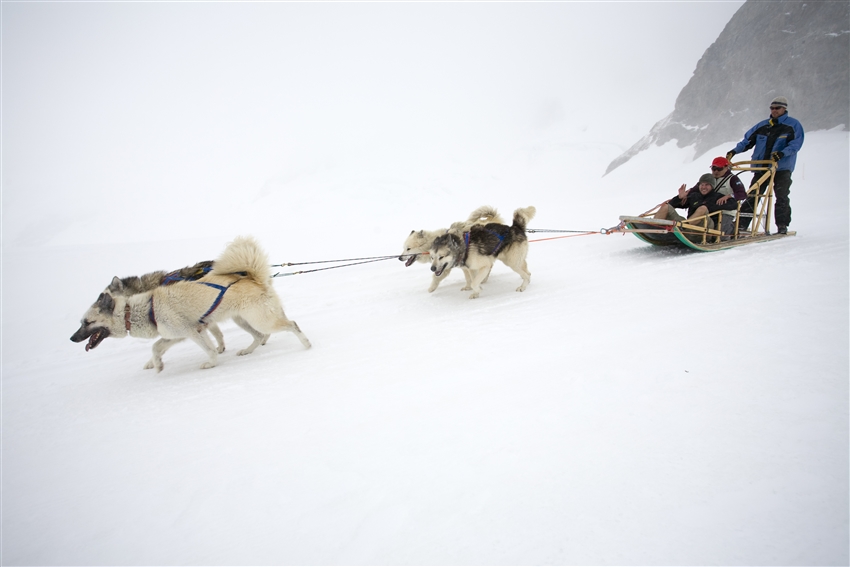 哈士奇狗拉雪橇 Husky Safari