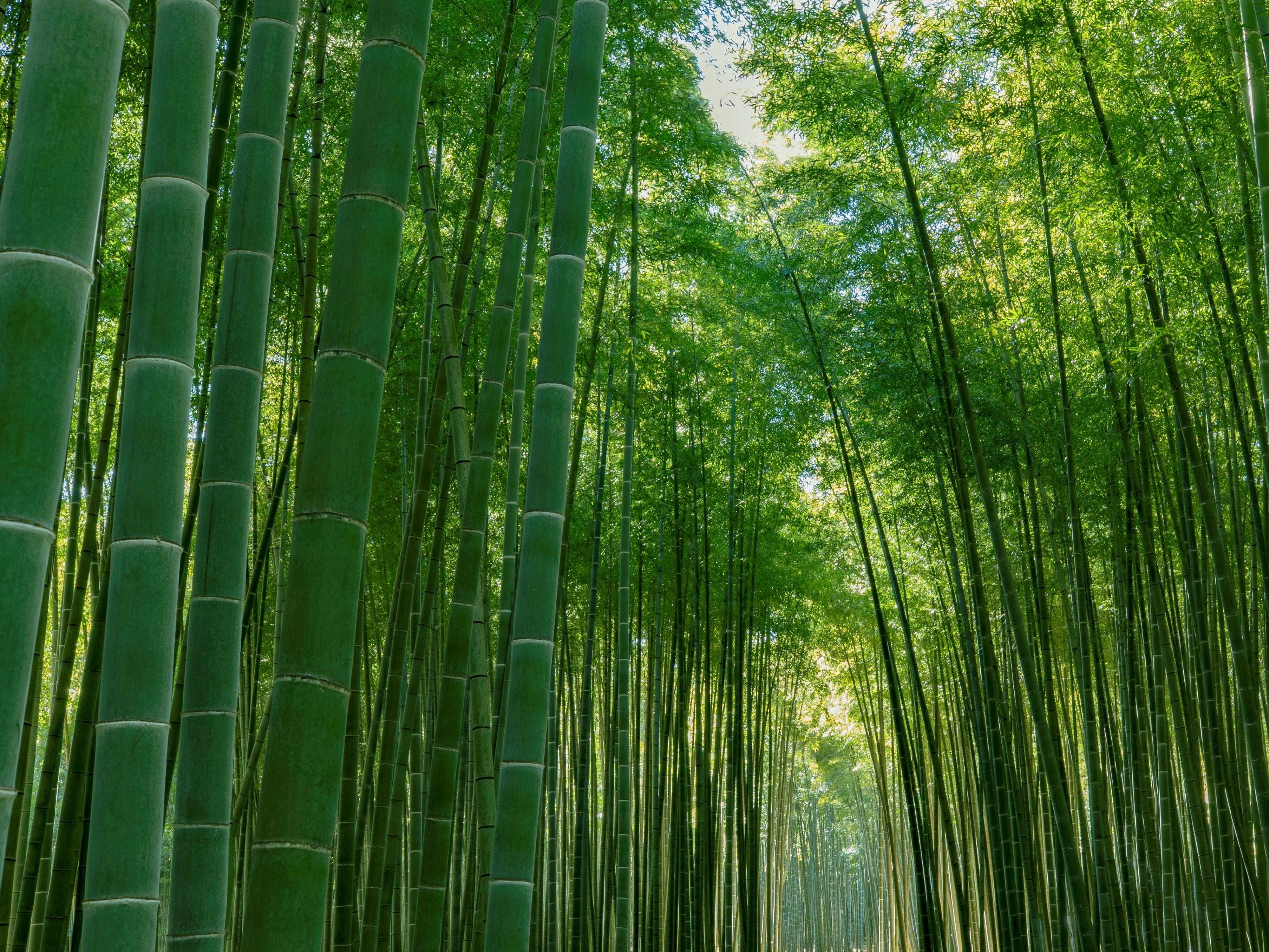 若竹之杜 若山農場