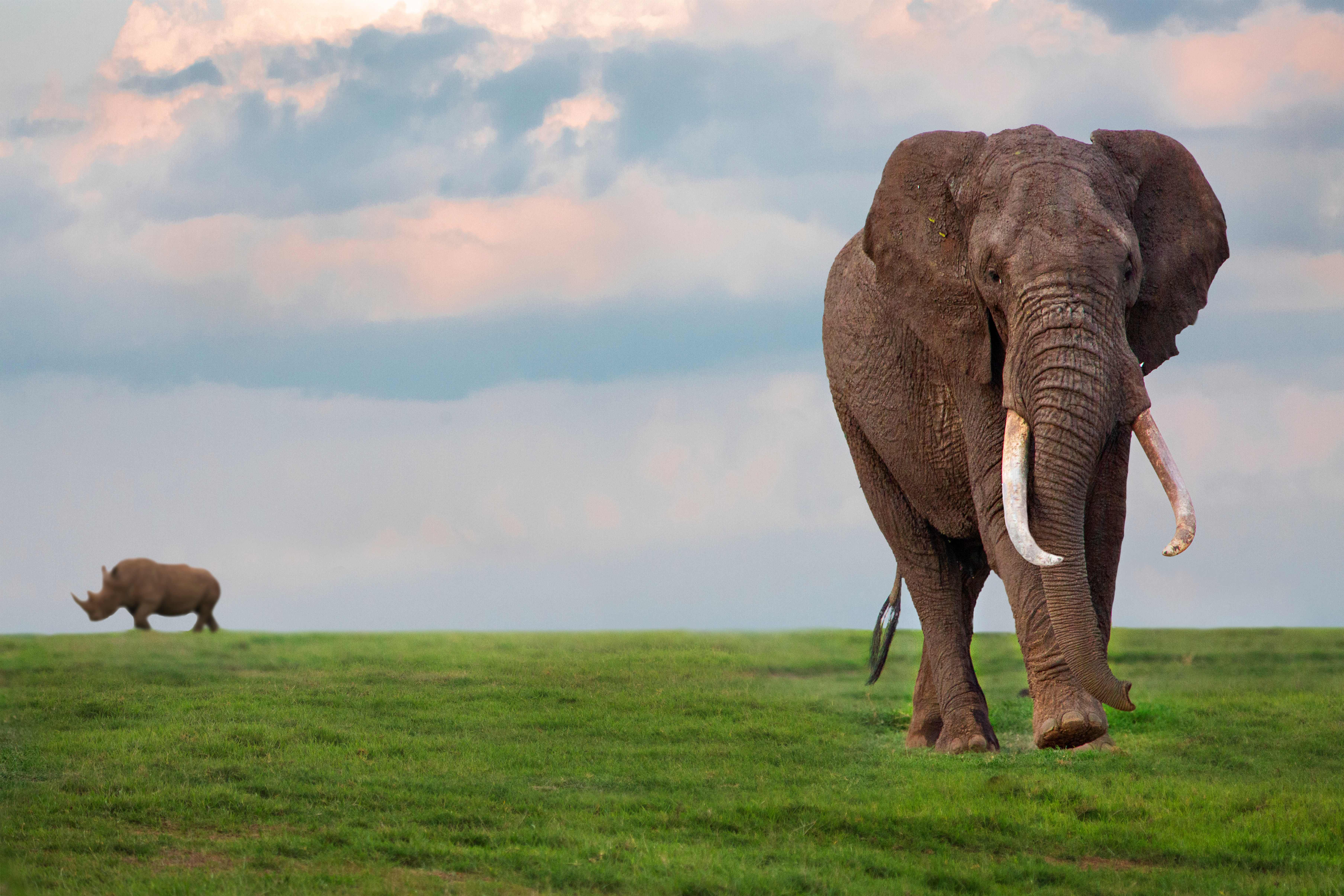 甜水保護區 Ol Pejeta Conservancy