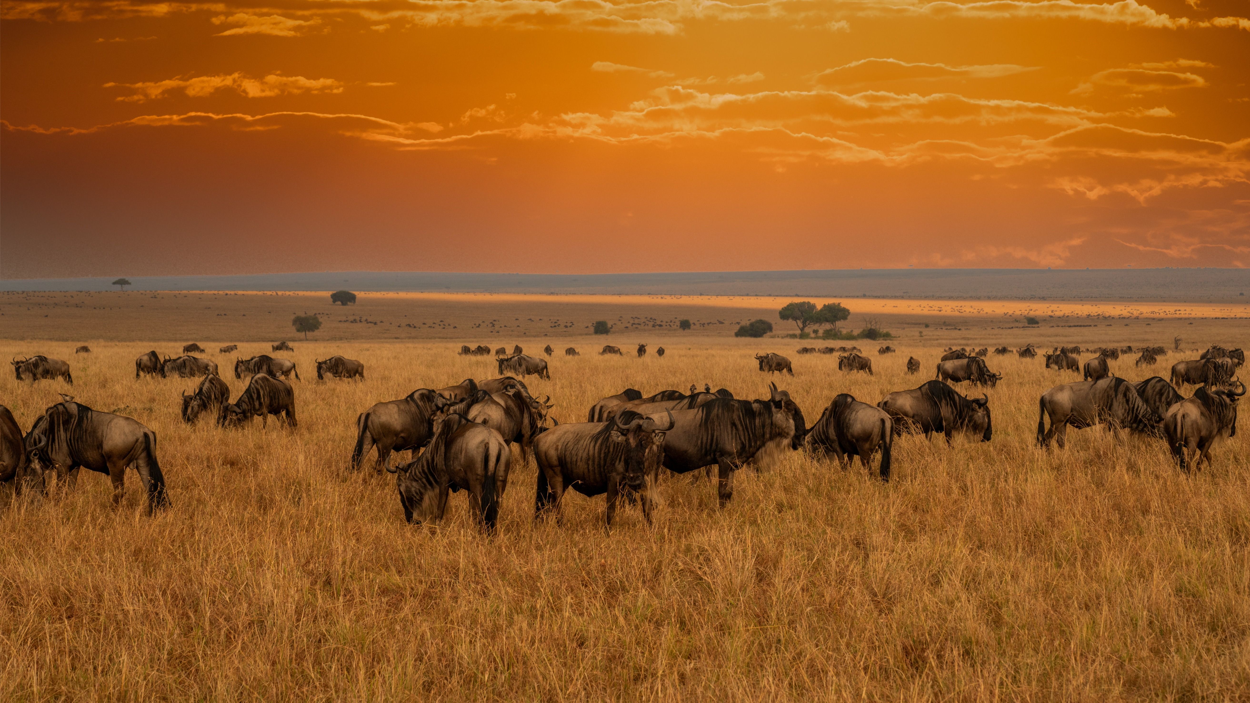 馬賽馬拉國家公園 Maasai Mara National Reserve
