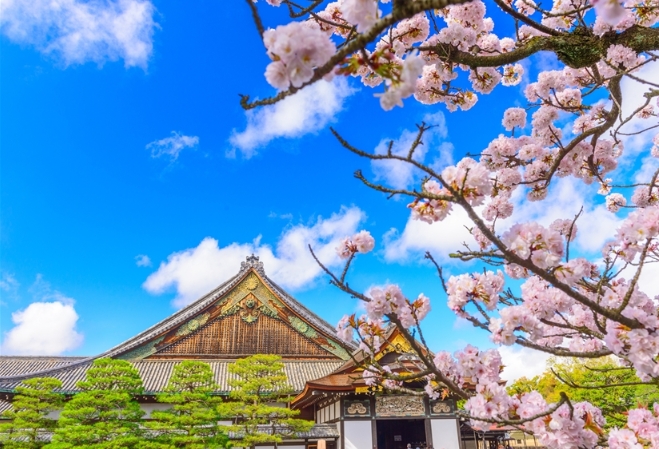 京阪春櫻漫遊5日
