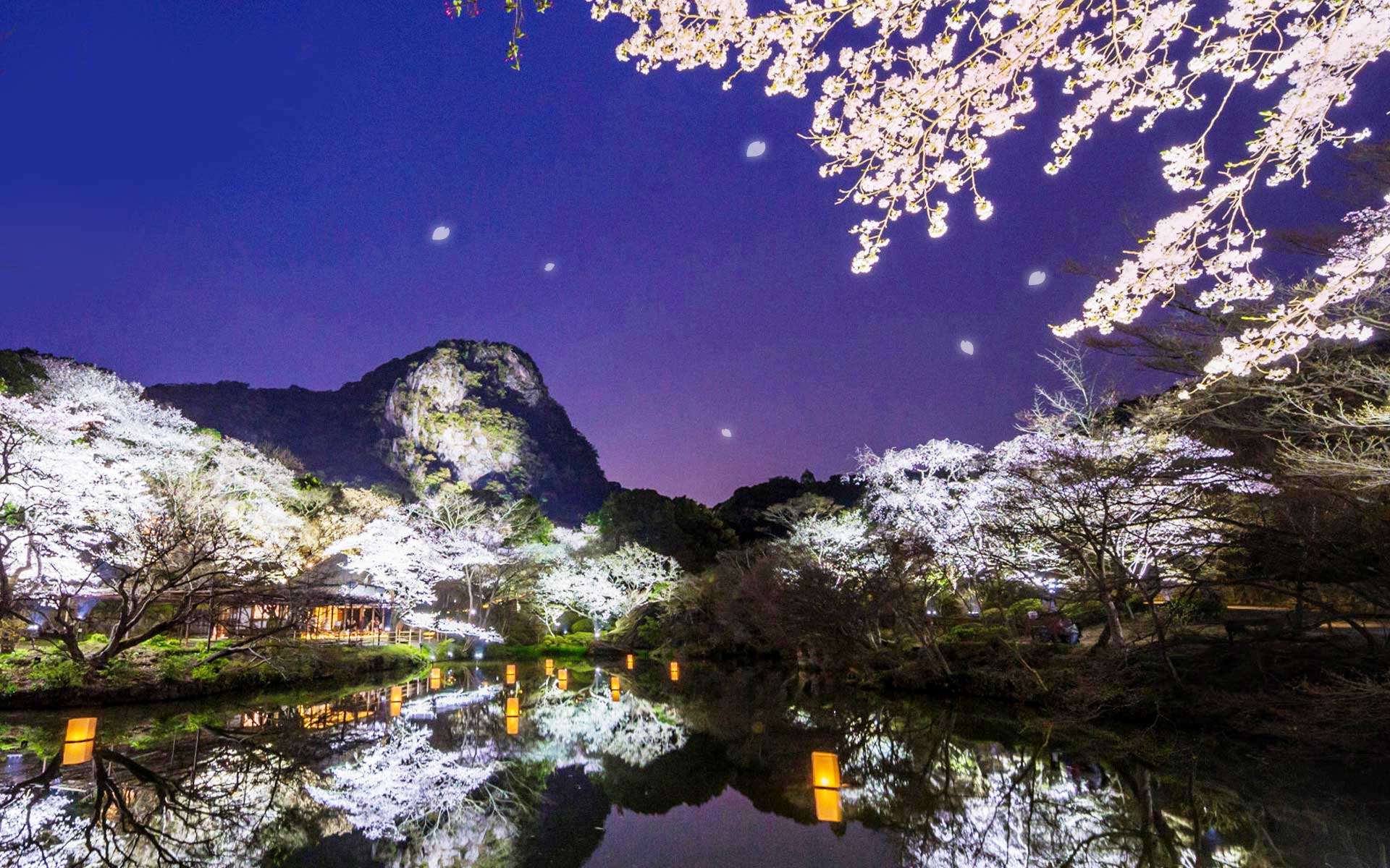九州春櫻極選5日