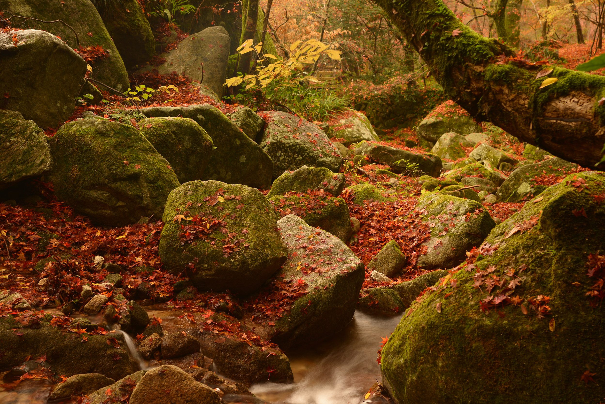 九州西遊．賞楓6日