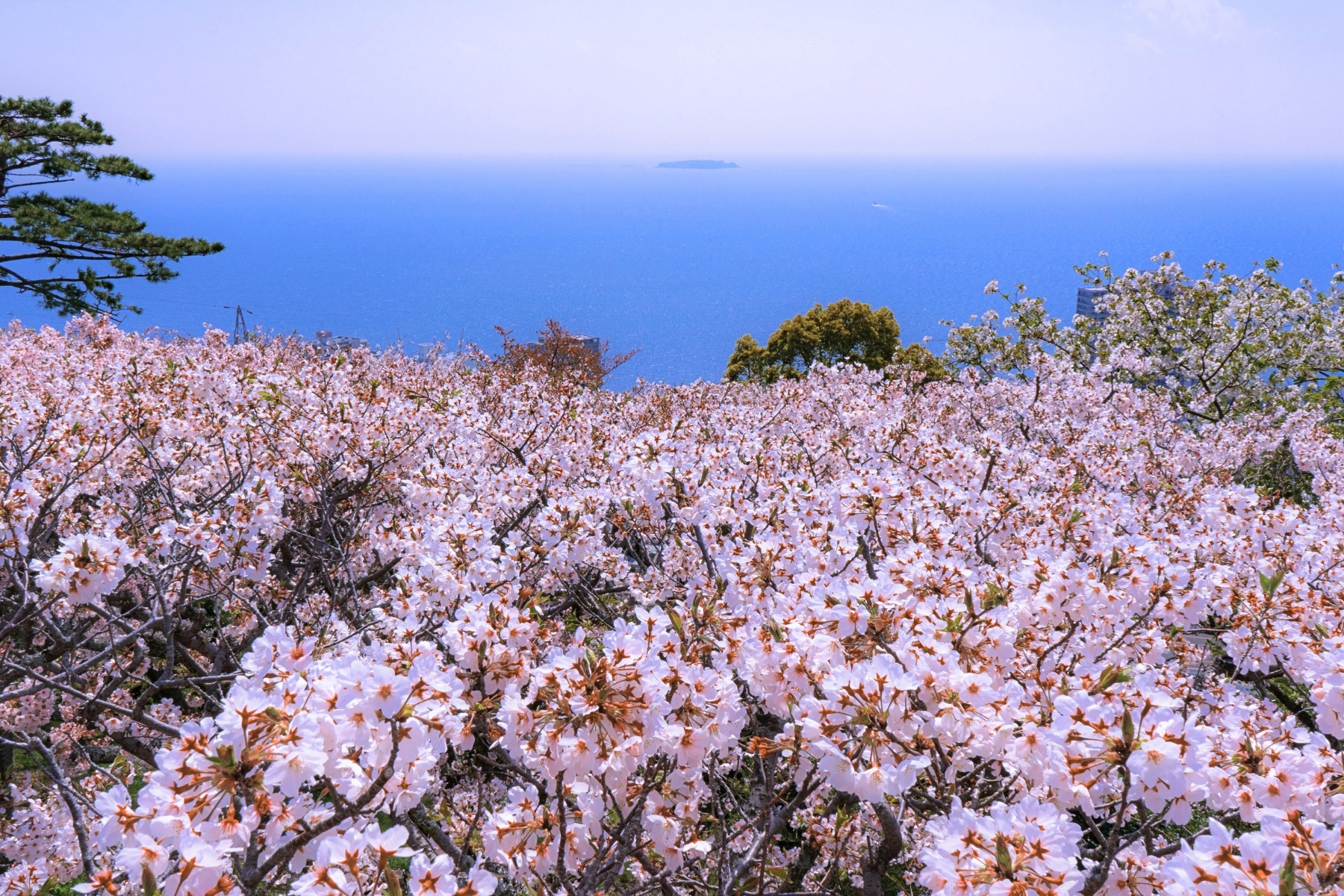 璽品伊豆箱根富士絕景私湯賞櫻